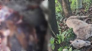 গজারিয়ায় পরিত্যক্ত ঘর থেকে ১৩ ঘোড়ার জবাইকৃত মাংস উদ্ধার